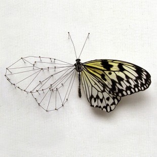 Butterfly Reconstruction