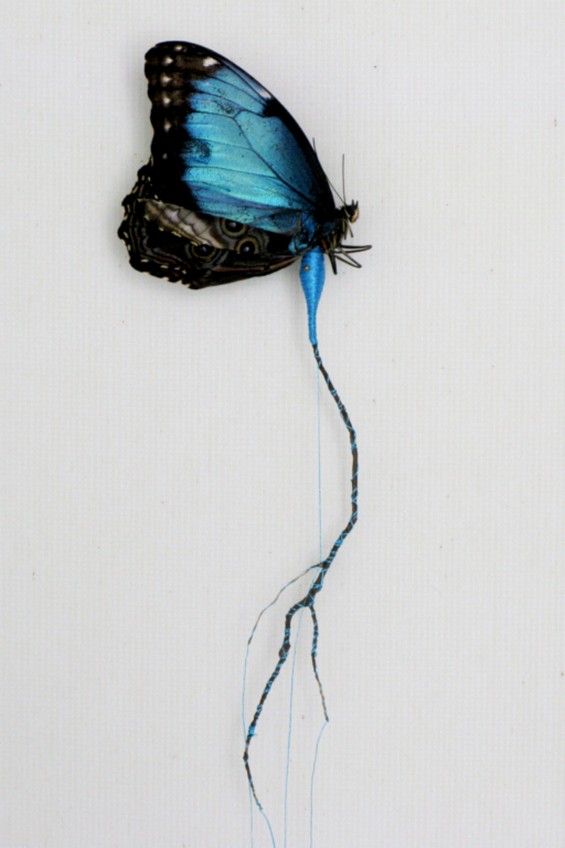 Butterfly Reconstruction blue one