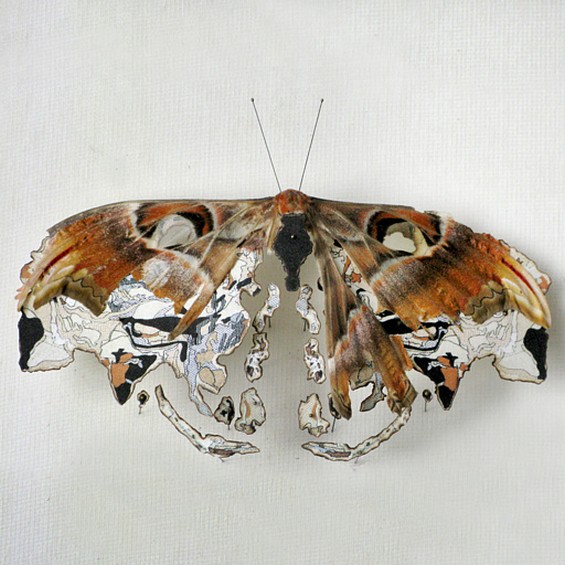 Butterfly Reconstruction